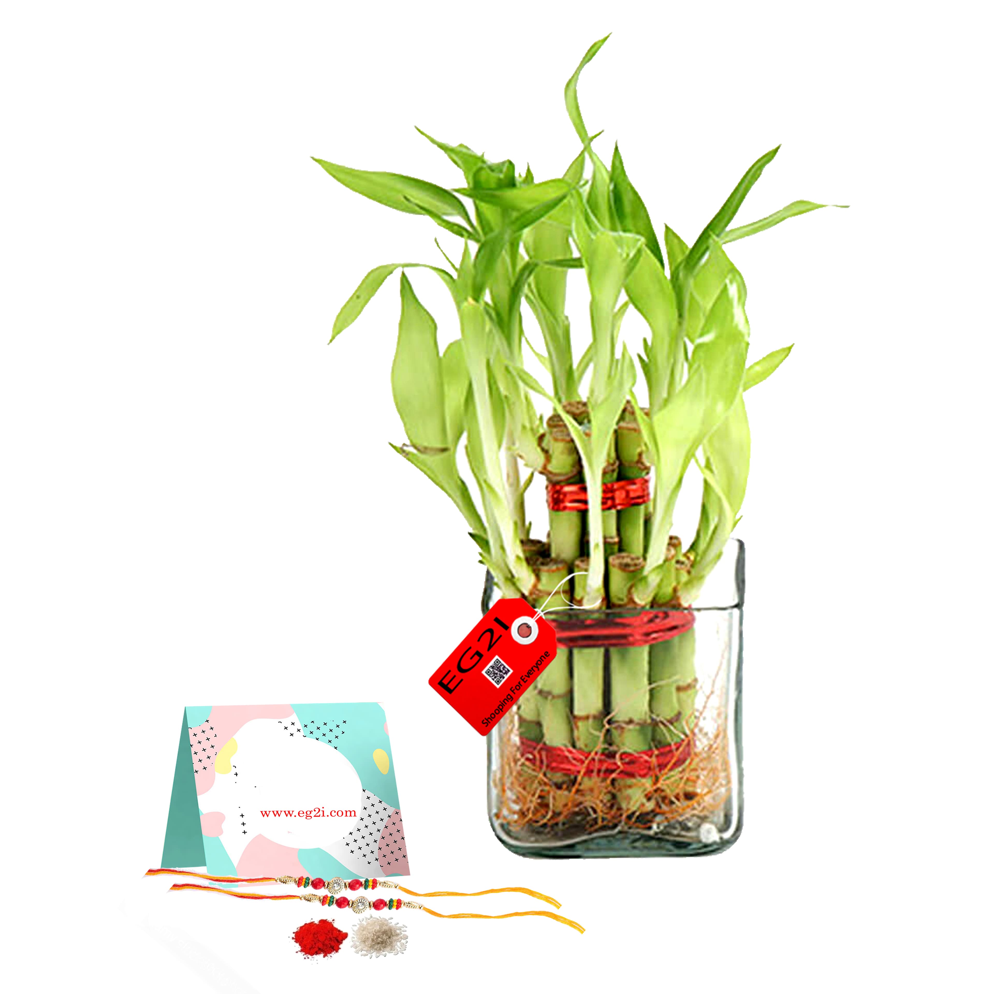 Good Luck Plant For Rakhi