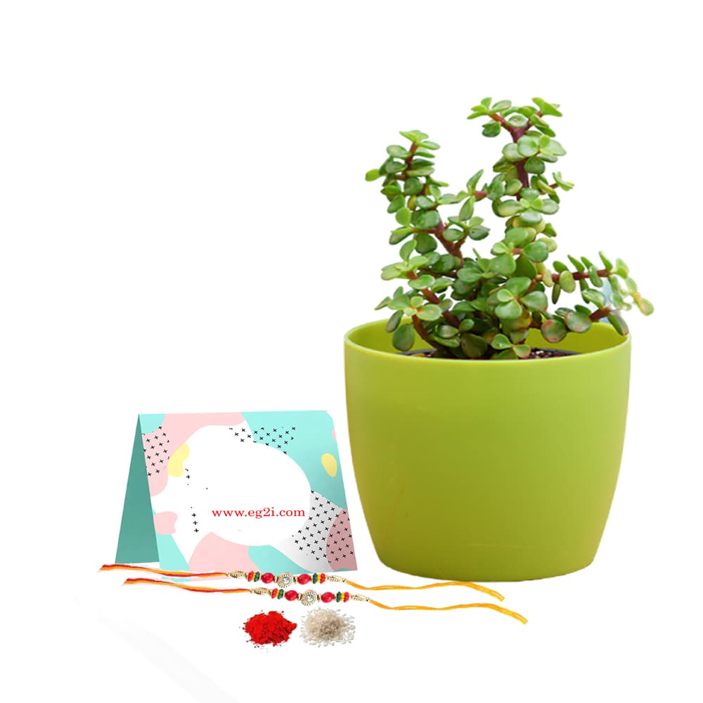 Jade Plant for Rakhi