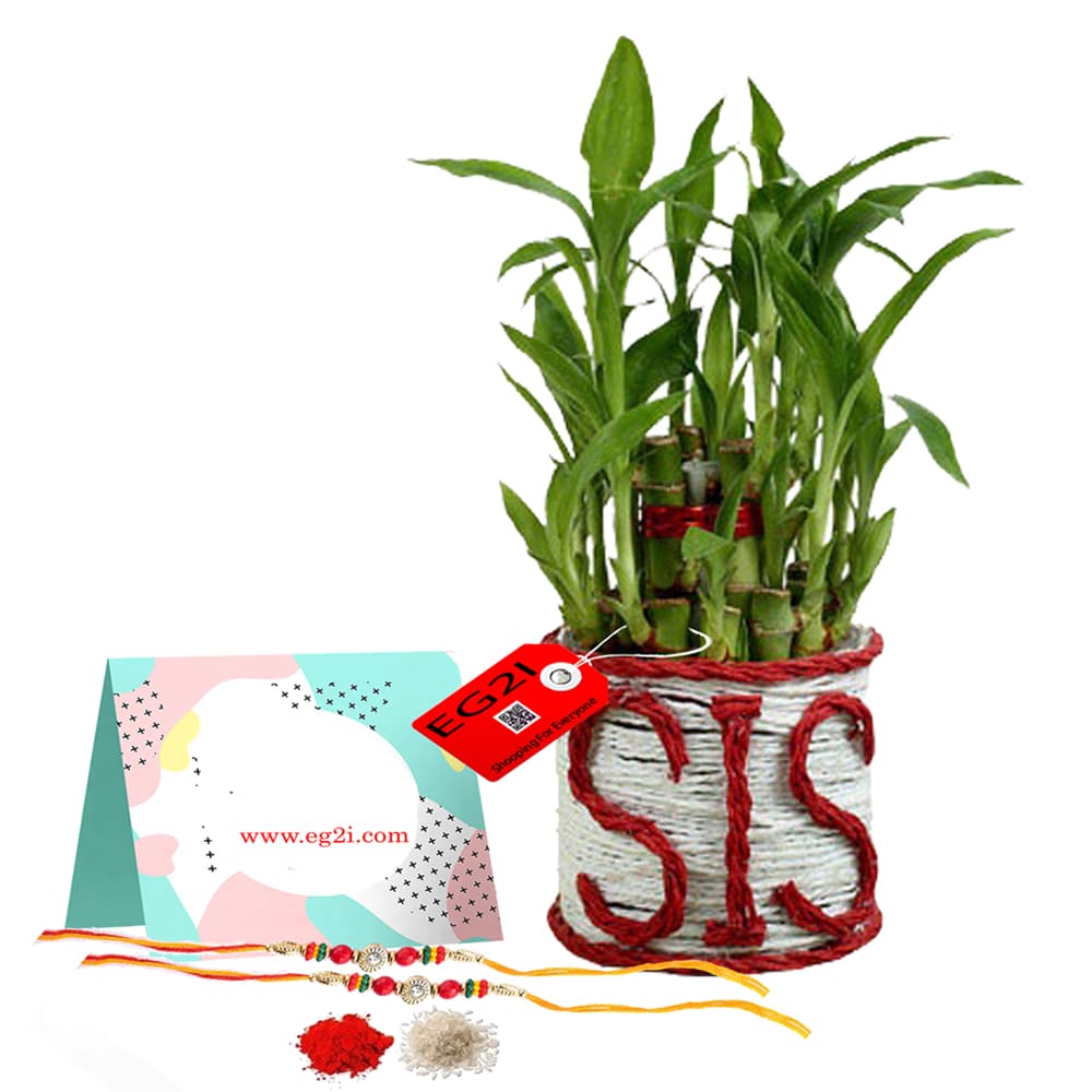 Super sister good Luck Plant