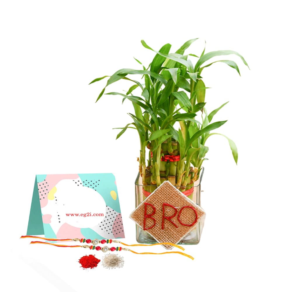 Super Brother Good Luck Plant